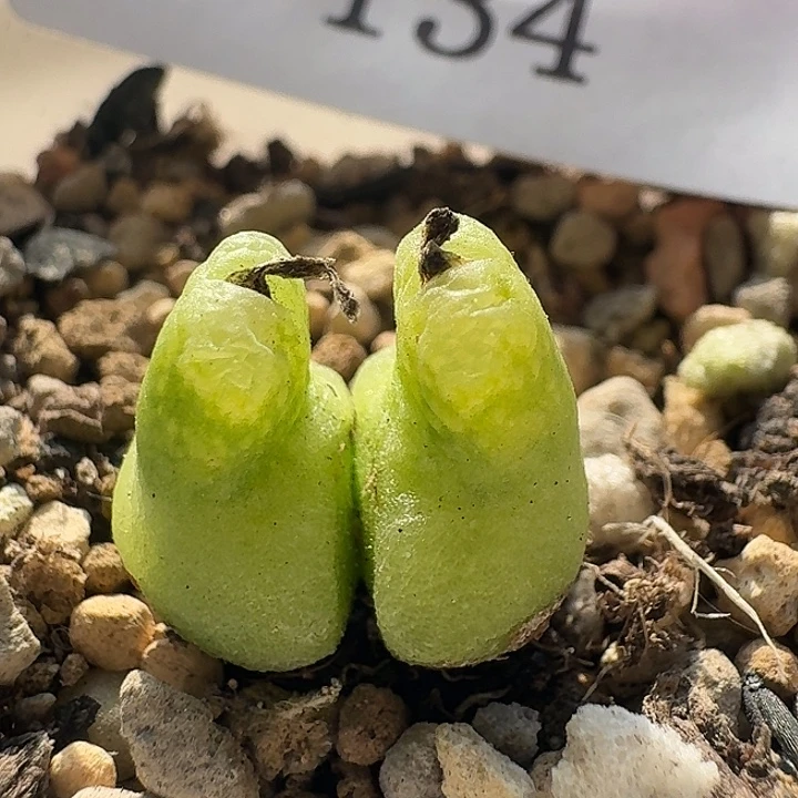 134 大型小葫芦。