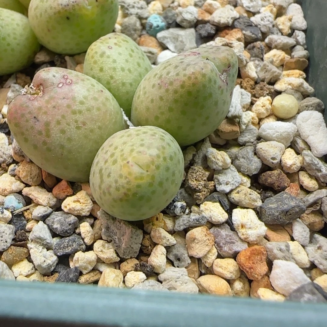 菠***冰蟠桃斑马多肉植物一颗