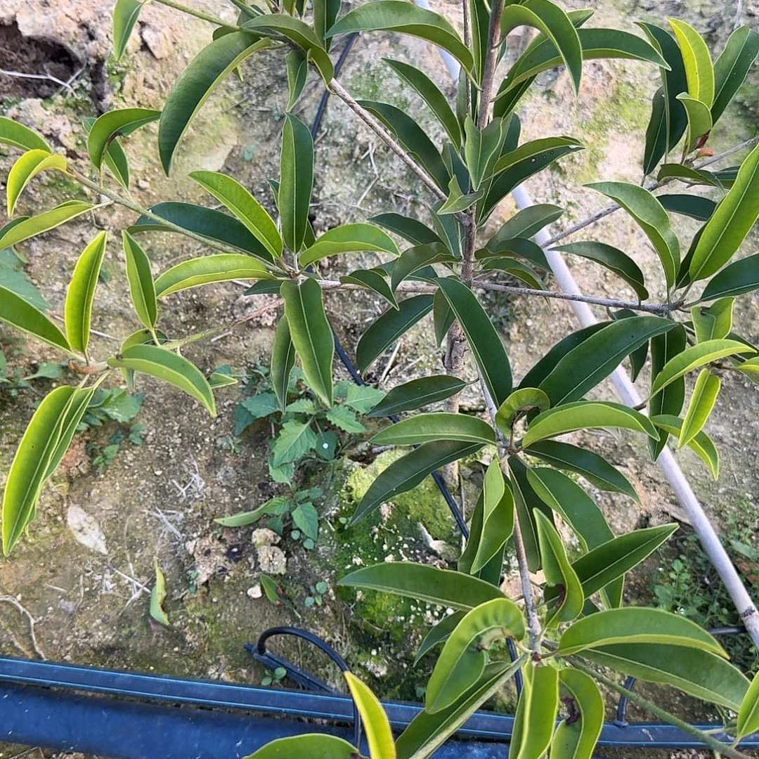 发***哥当前无花栽培后可以开花墨西哥