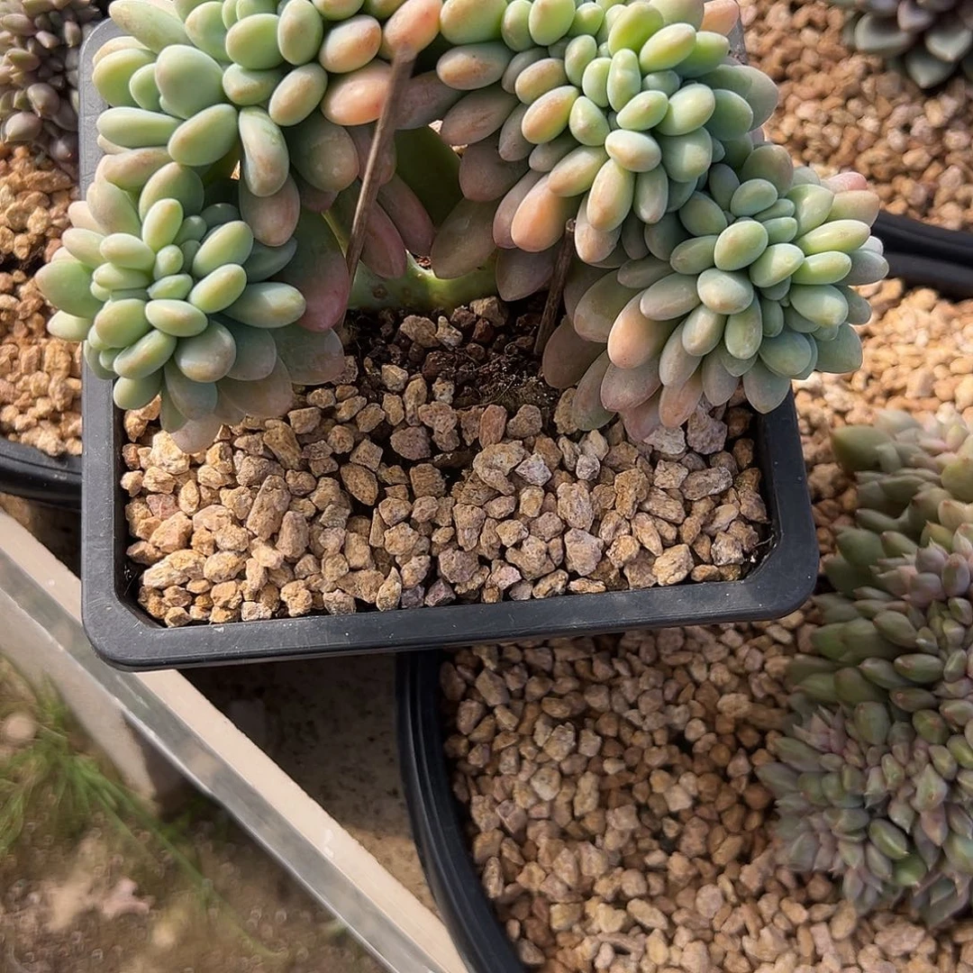 555洛神缀花钱。多肉。