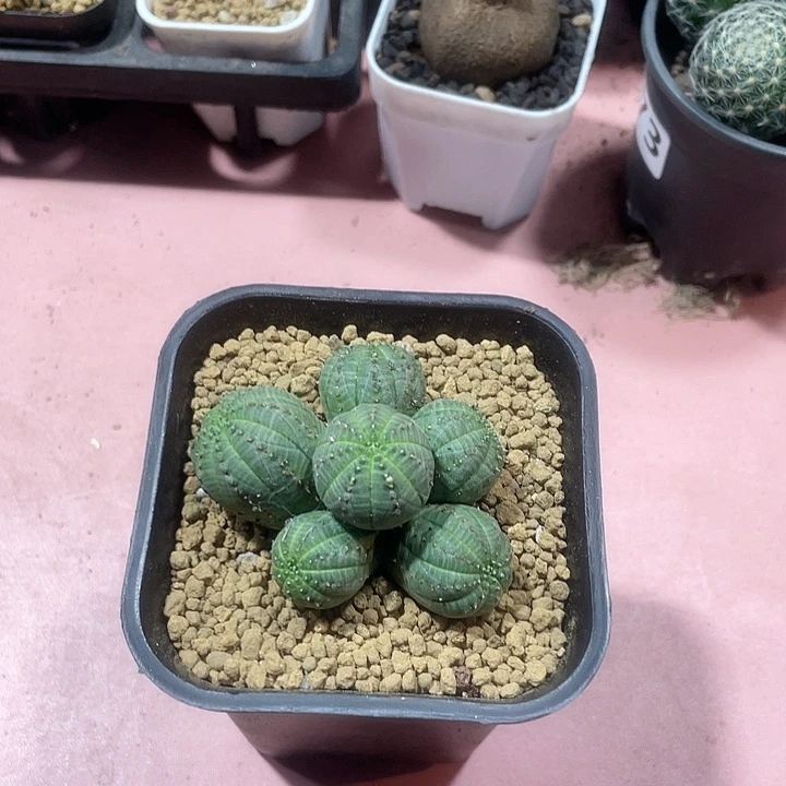 218布纹球多头群植物