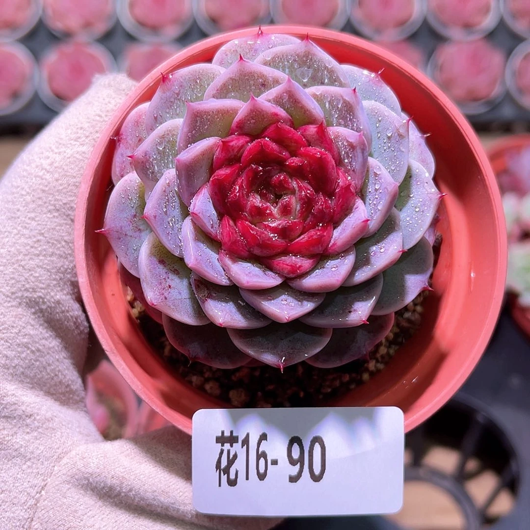 花利美16-90天鹅绒