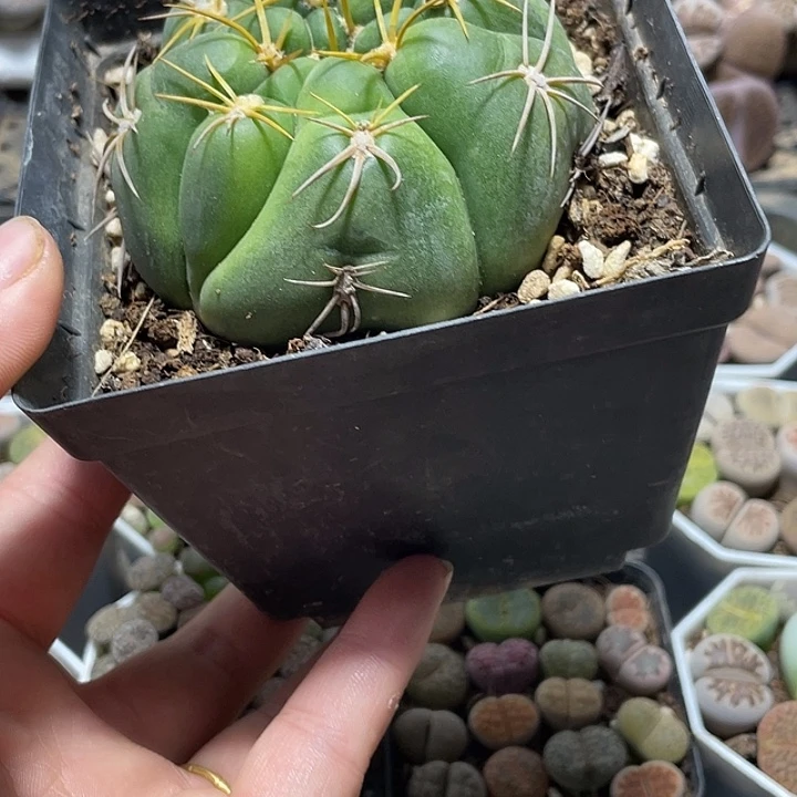 大部分花苞少量开放?****?海王丸174带盆土