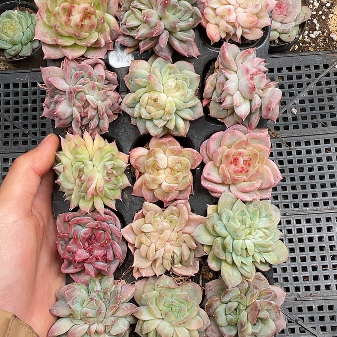 多肉一物一拍28-143