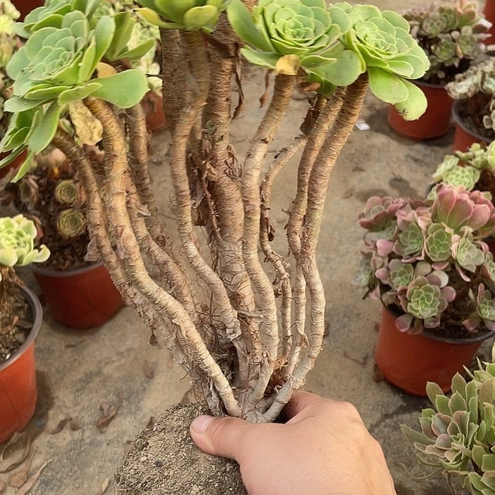 401绿羊绒多肉植物法师