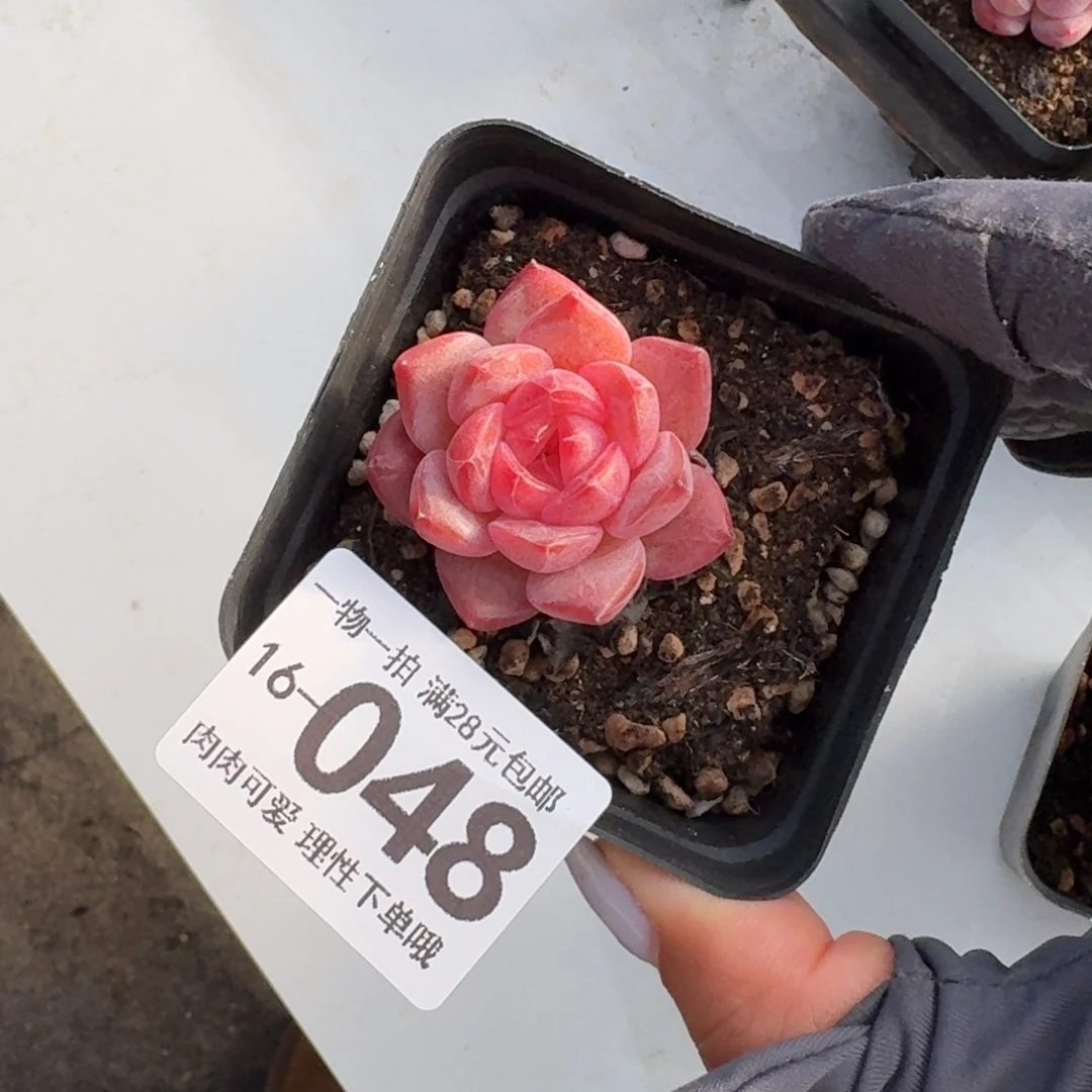 黛玉无盆土发货无