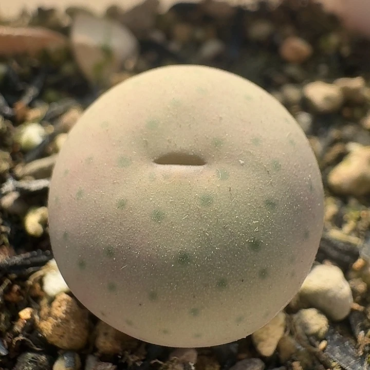 128 园艺大奶油。