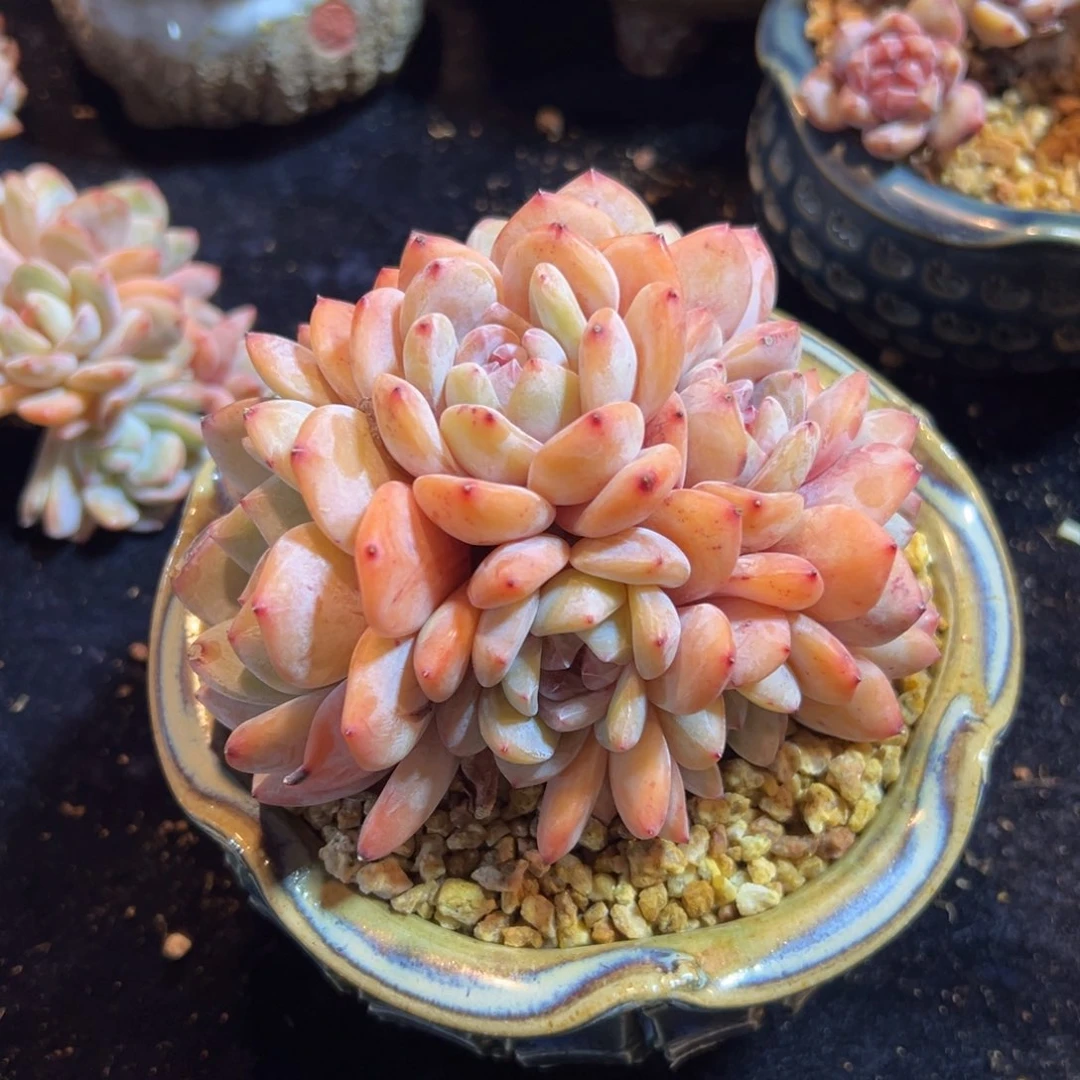 新年快乐 新年快乐