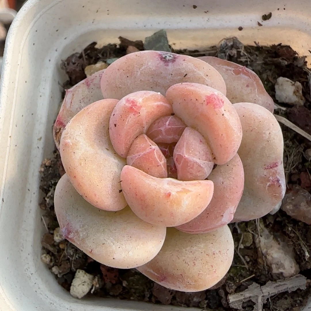 多肉小卡拉米糖心一物一拍