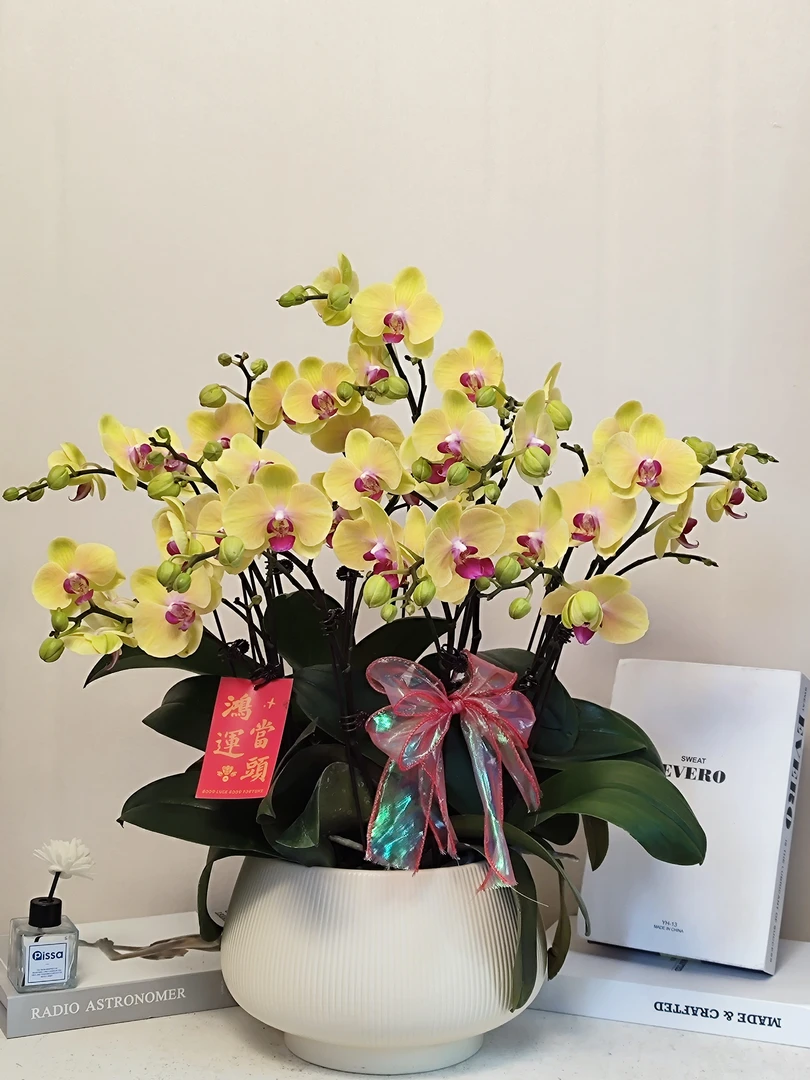 蝴蝶兰 【黄金万两】真花 秋冬耐寒花卉 四季开花 多样性发货