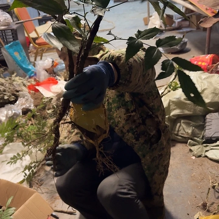 楠***大无花朵野生十大羊奶