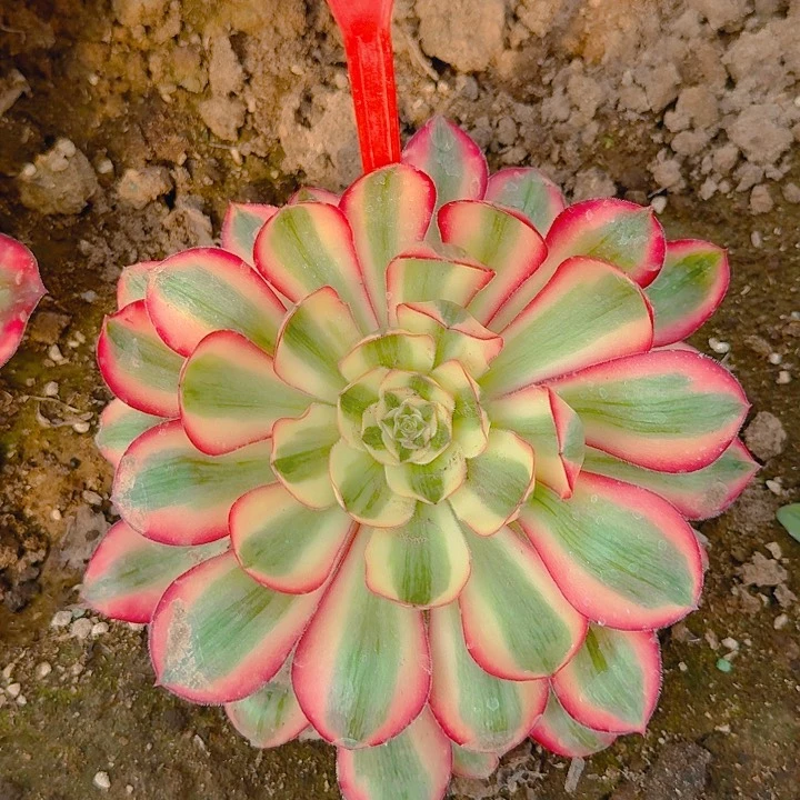 老*2-186爱丽丝多肉法师