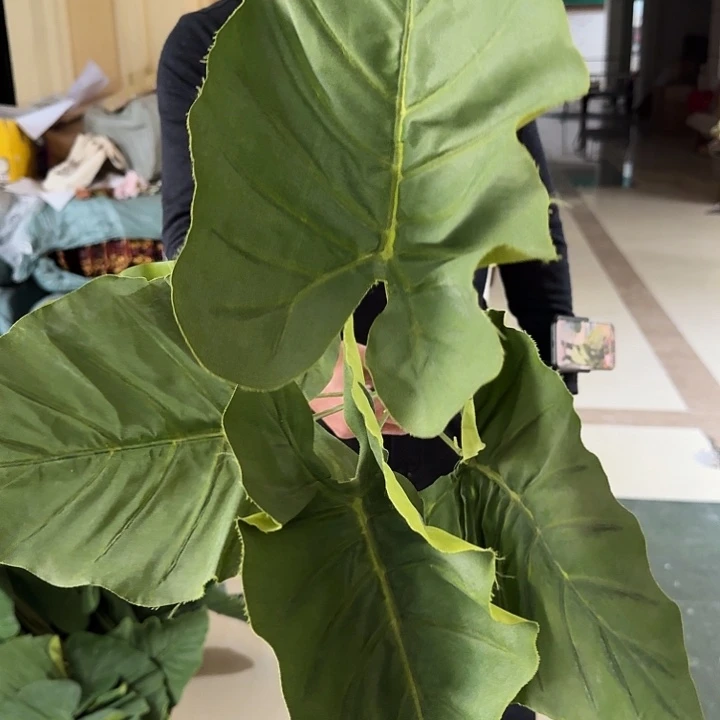 芋头叶7把仿真打包