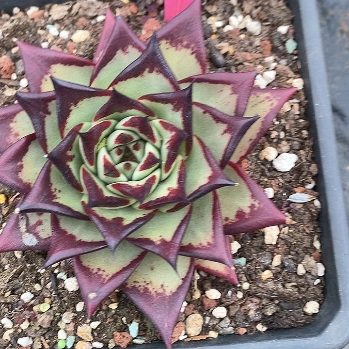 303———直播福利多肉