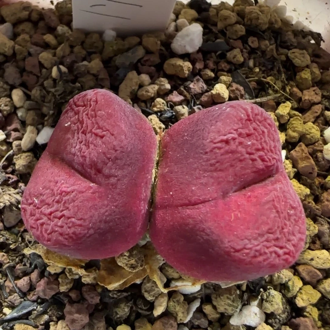 5.30。。蟠桃。。2005