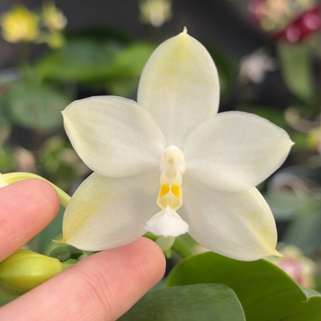完全开放2.5寸yw08开花株
