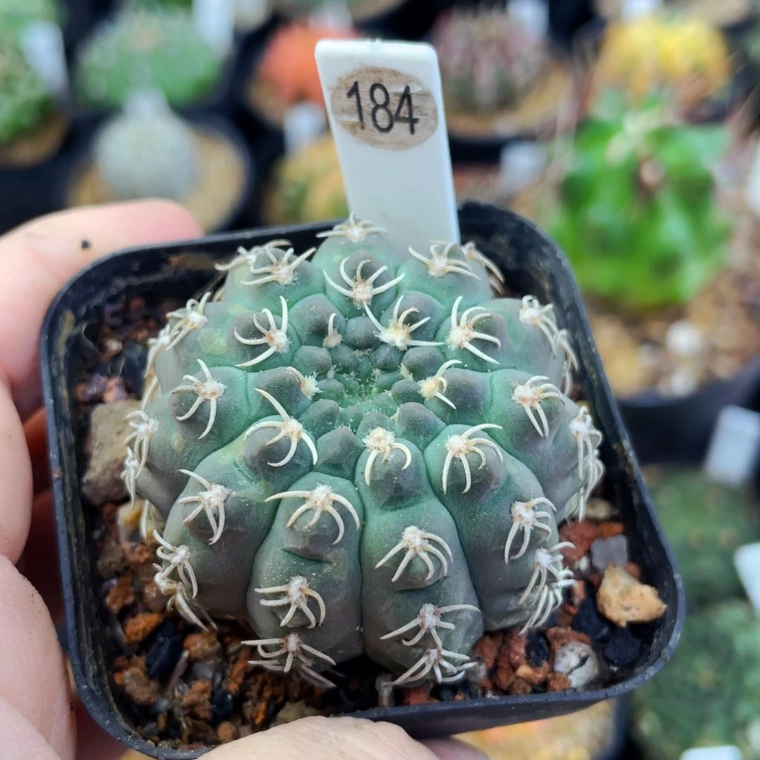 盆5公分满25包邮裸根发货