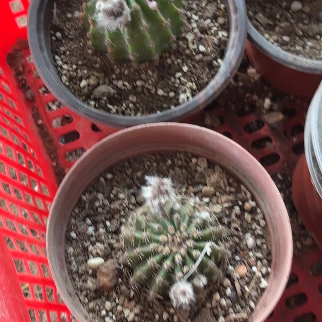 带根马丙侧牙20包邮仙人球