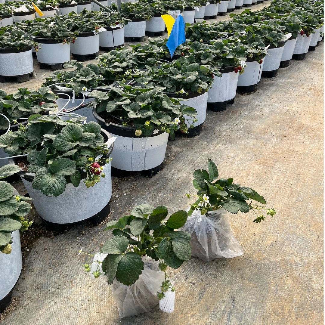 【一物一拍】真红美玲黑草莓大苗种苗土球发货顺丰