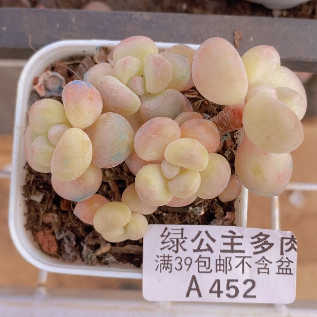 萤火虫6cm452多肉植物