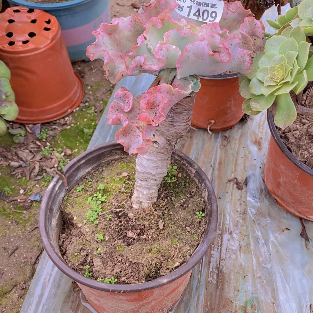 1409 号一物一拍多肉植物