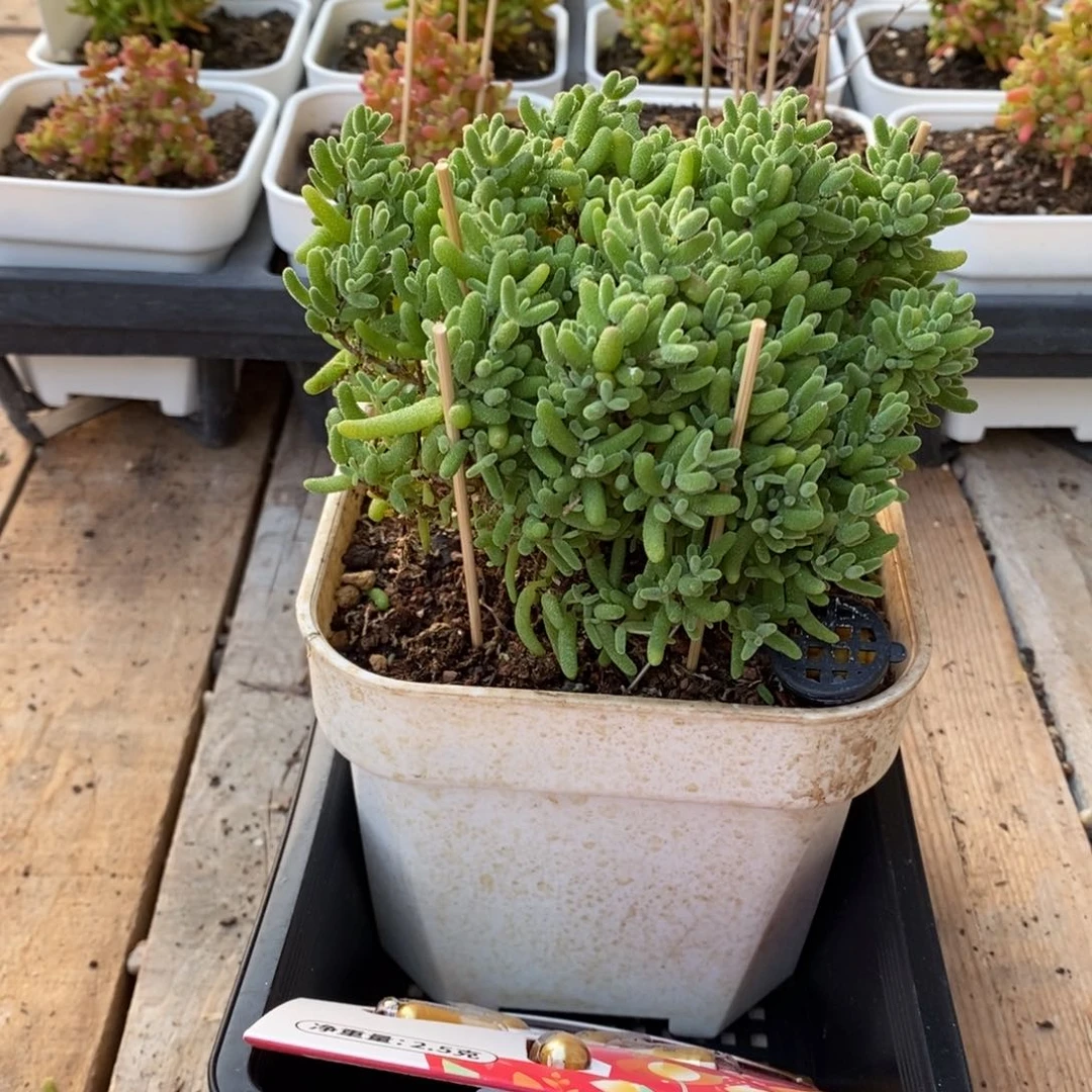 枝干番杏多肉植物654