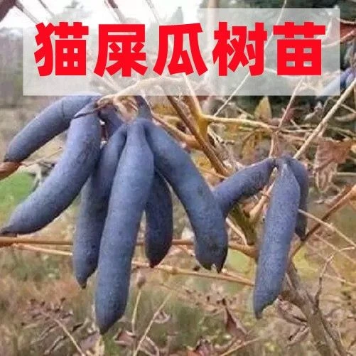 蓝蕉果 野生水果树 猫屎瓜种苗四季猫儿屎蓝八月瓜盆栽地栽果树苗