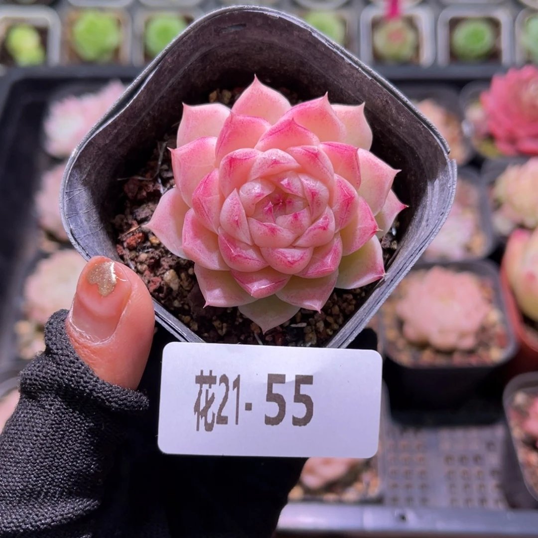 花21-55女王单头