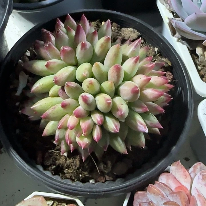 青蛙王子儿童牙膏11