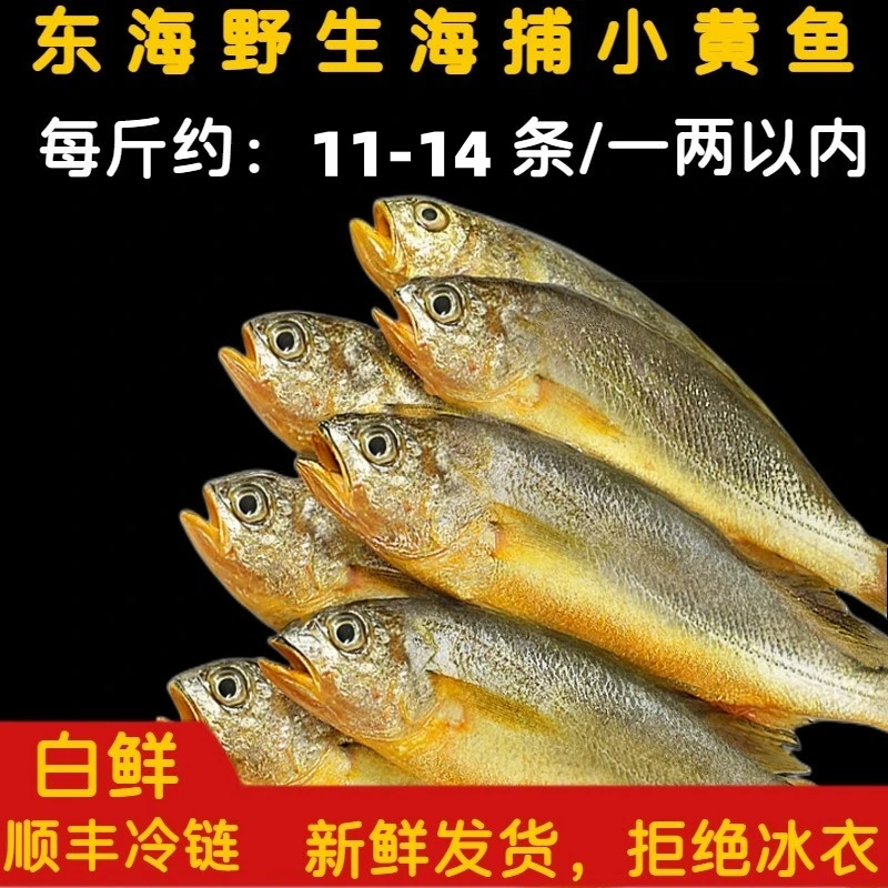 《东海码头》东海新鲜海捕小黄鱼3斤  顺丰冷链  新鲜1斤10-11条