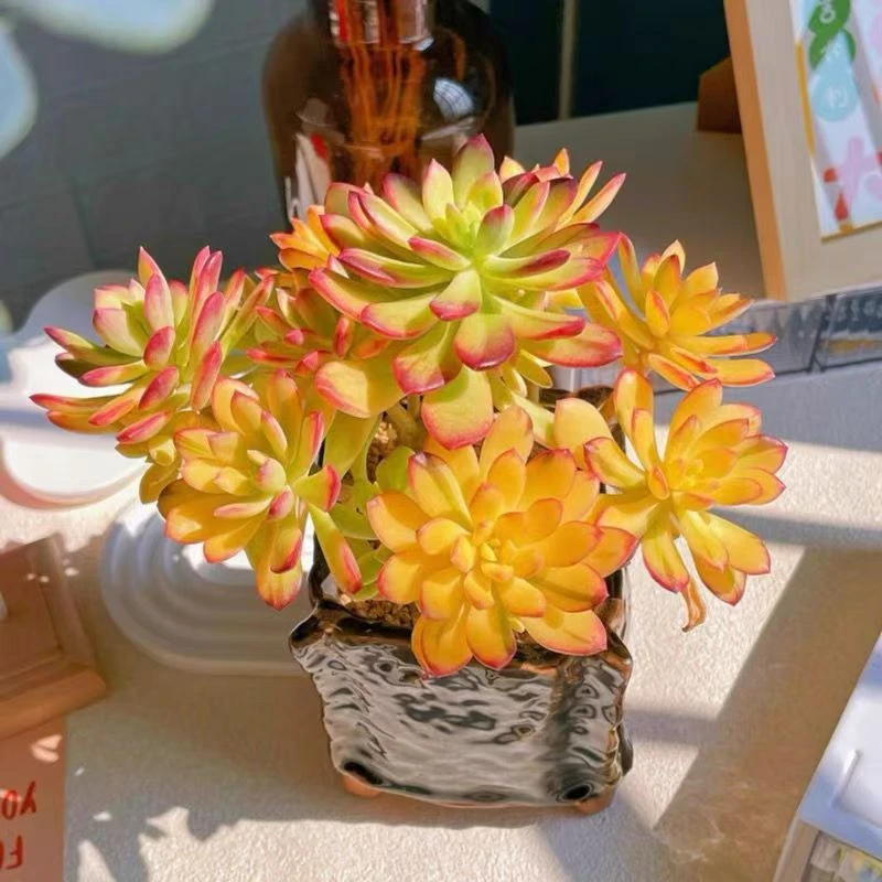 叮当锦新手好养多肉植物室内室外南方北方可养