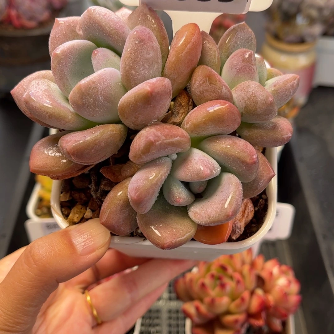 2885 满30包邮天冷地区必拍保温箱