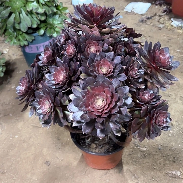 戴*明多肉植物法师万灰43