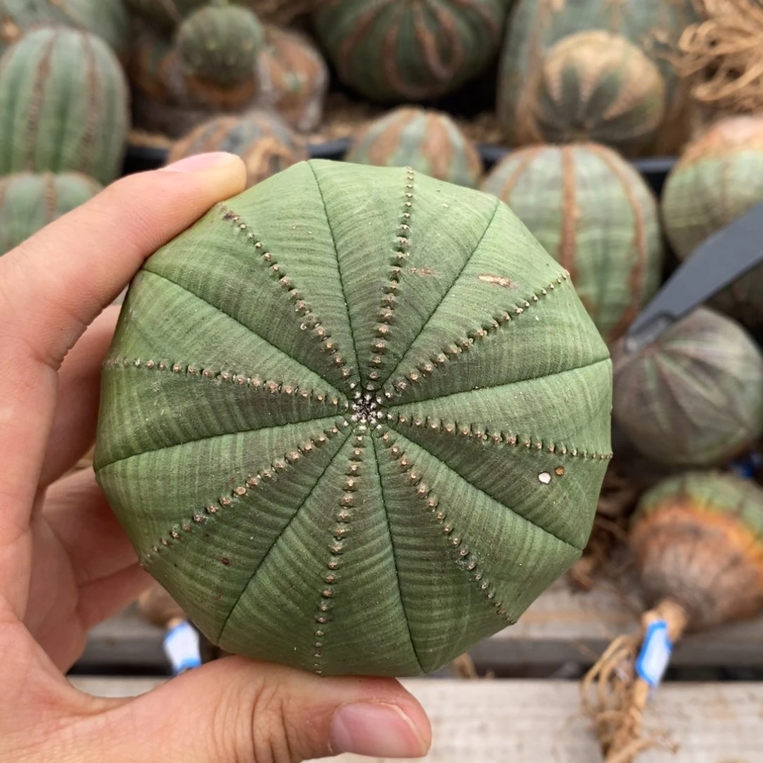 18欧系实生布纹球一物一拍