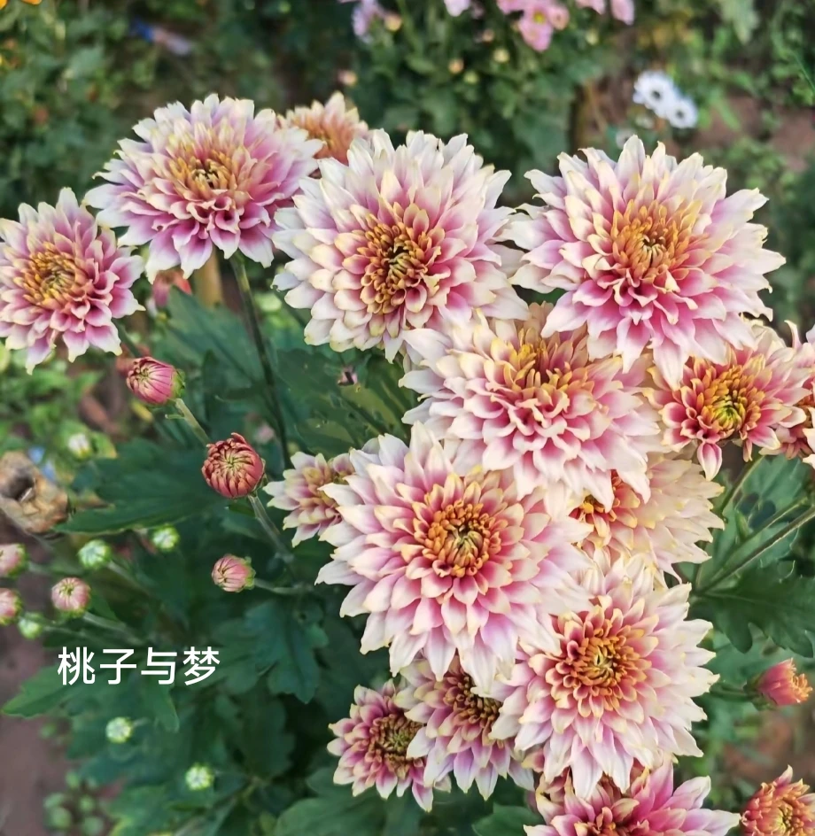切花菊    桃子与梦  盆栽  150规格（新品，花苗期）