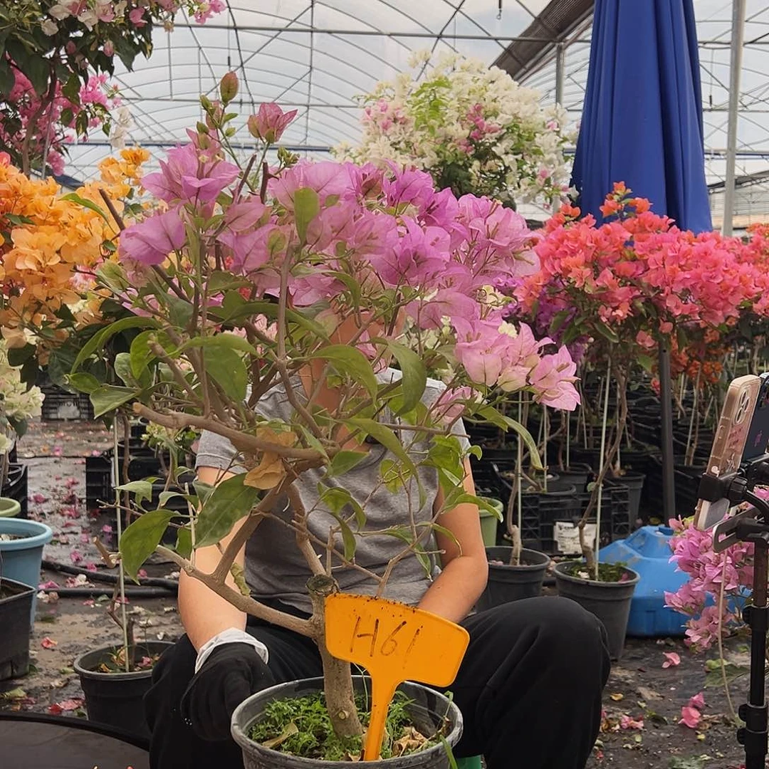 大部分花苞少量开放H61三角梅