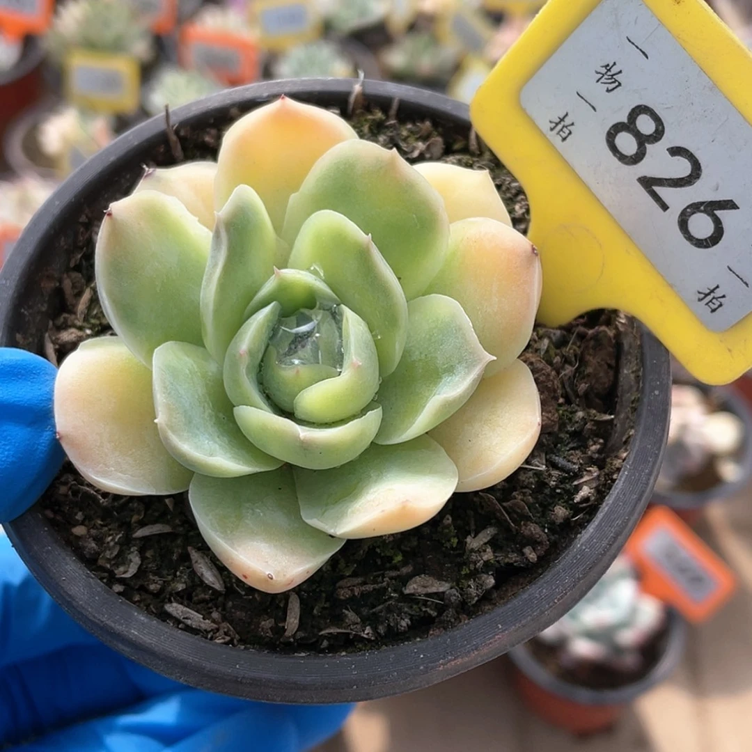 【闪购商品】826玉色天秤