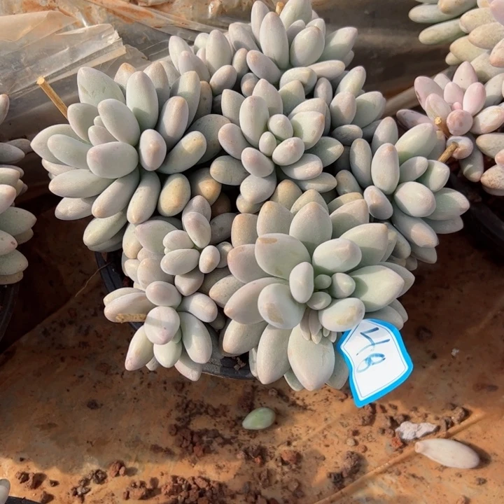 48粉恋平平安安健健康康