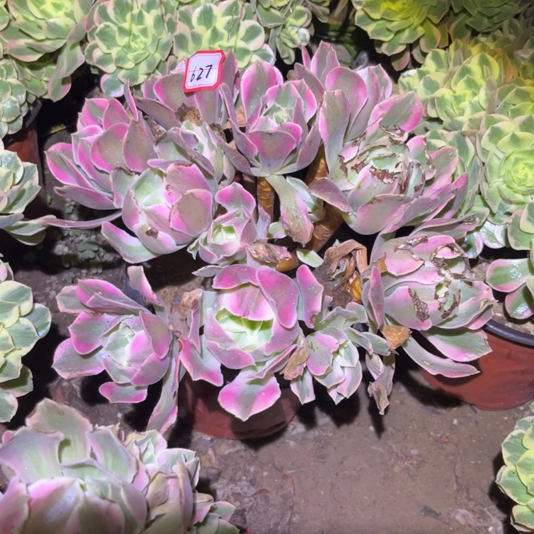627多肉植物七彩石