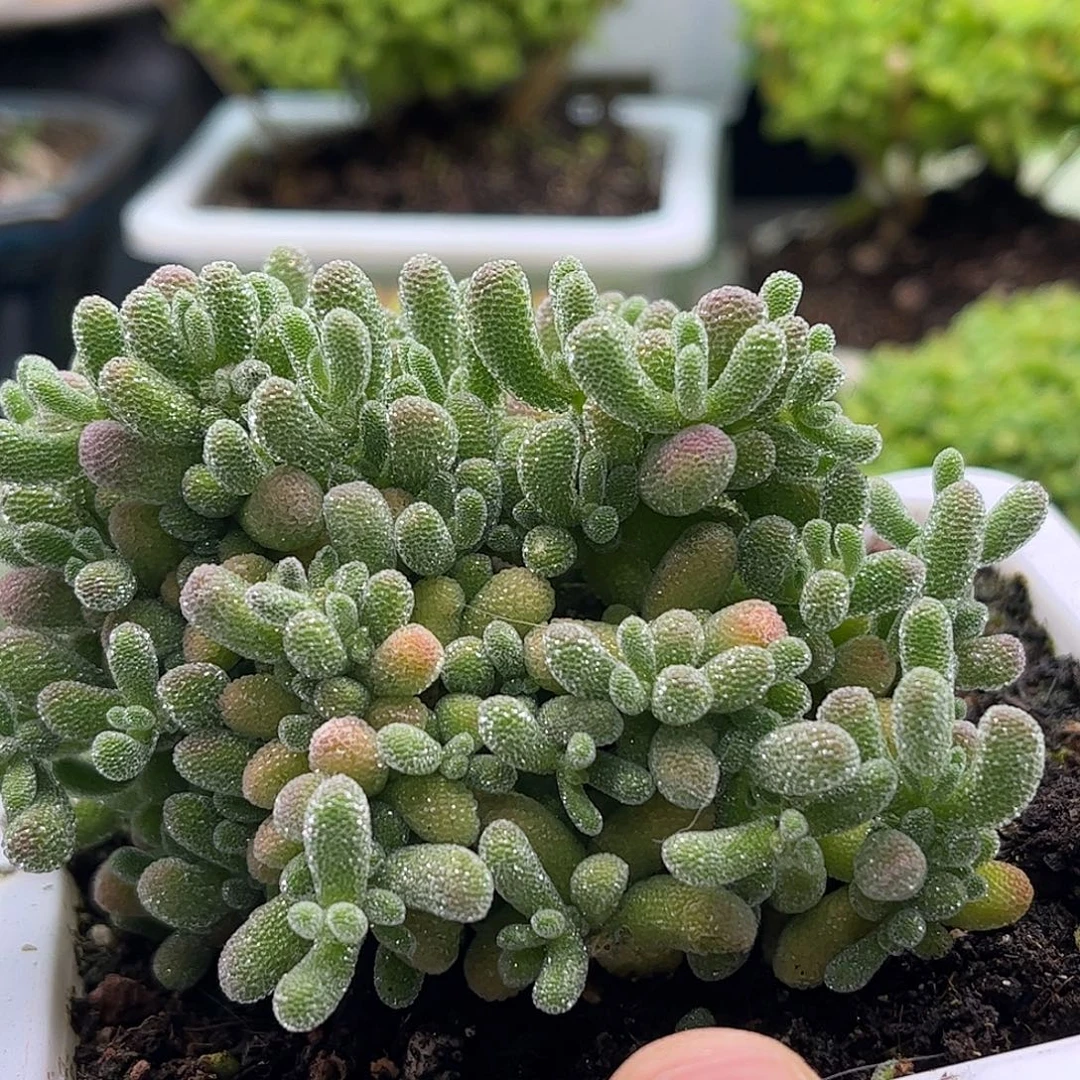 小***念昕宝冰晶福利枝干番杏