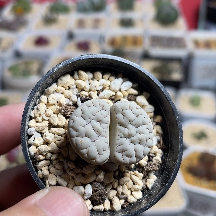 佳人园艺多肉生石花福利款荒546