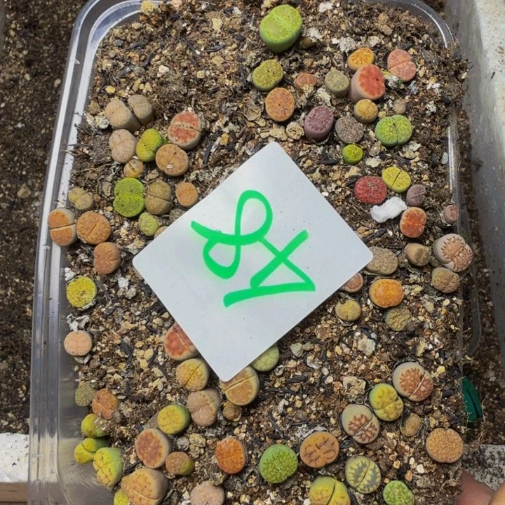 今***夕多肉植物的生长发育48