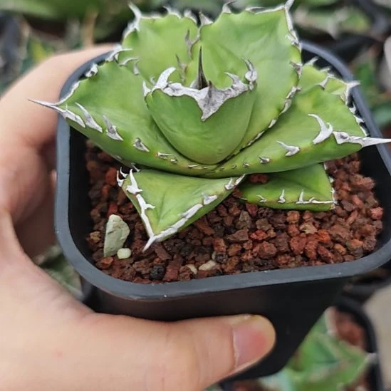 丘比特仁王冠龙舌兰