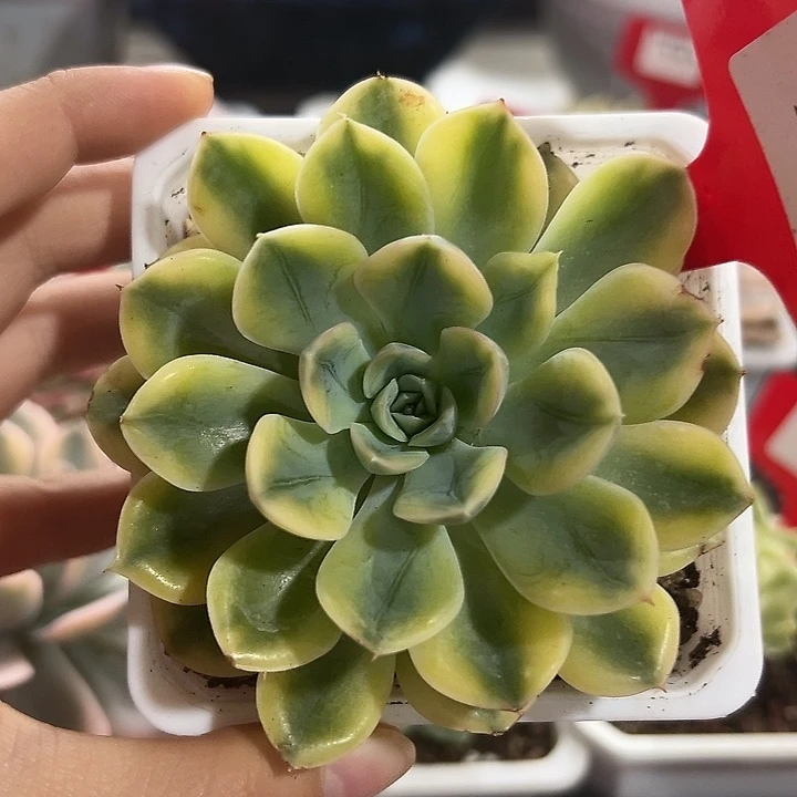 73号抹茶菩提锦多肉植物