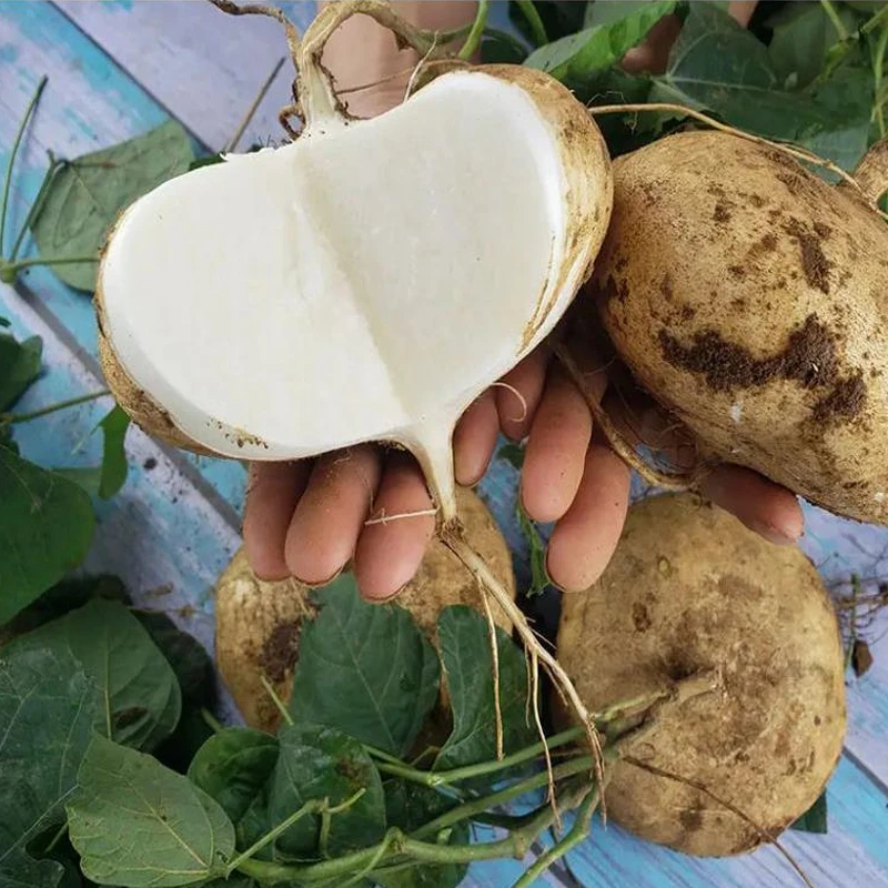 高产牧马山地瓜种子甜脆土瓜种籽春夏秋四季特大早熟沙葛种子