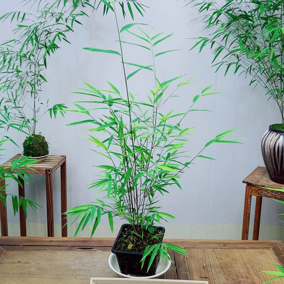 不开花植物内门竹种子苗精品