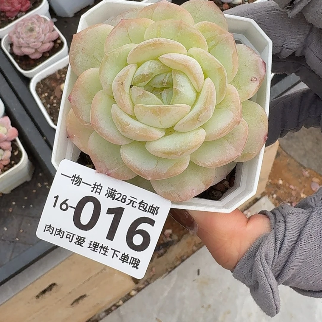 优选珍妮无盆土发货无盆土发货无