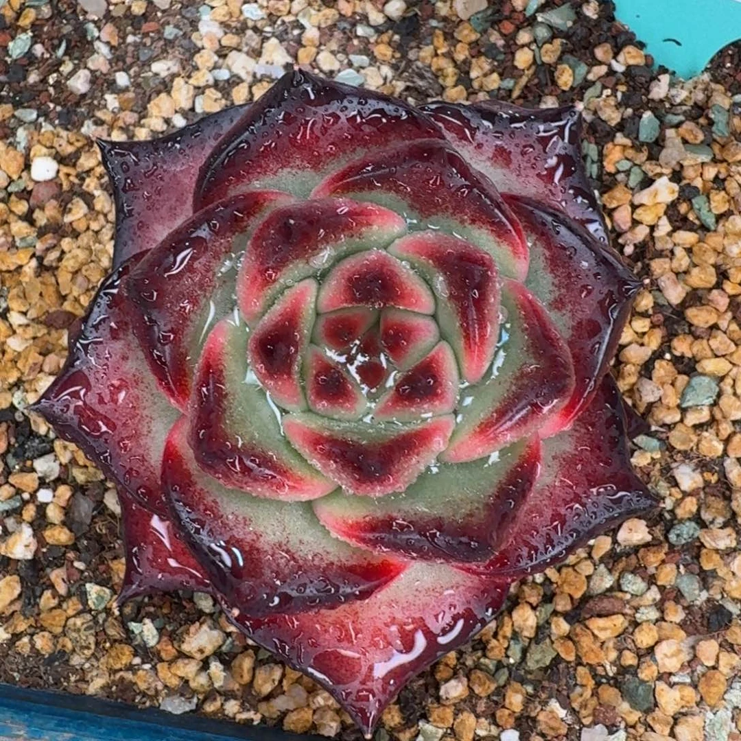 从前慢多肉精选编号1221.387