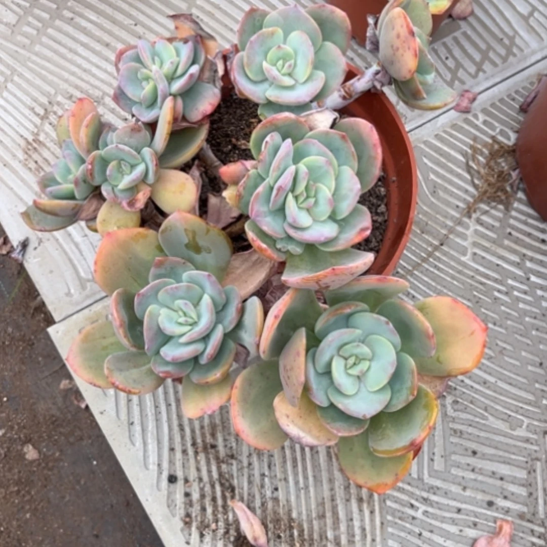 【闪购商品】传*白凤