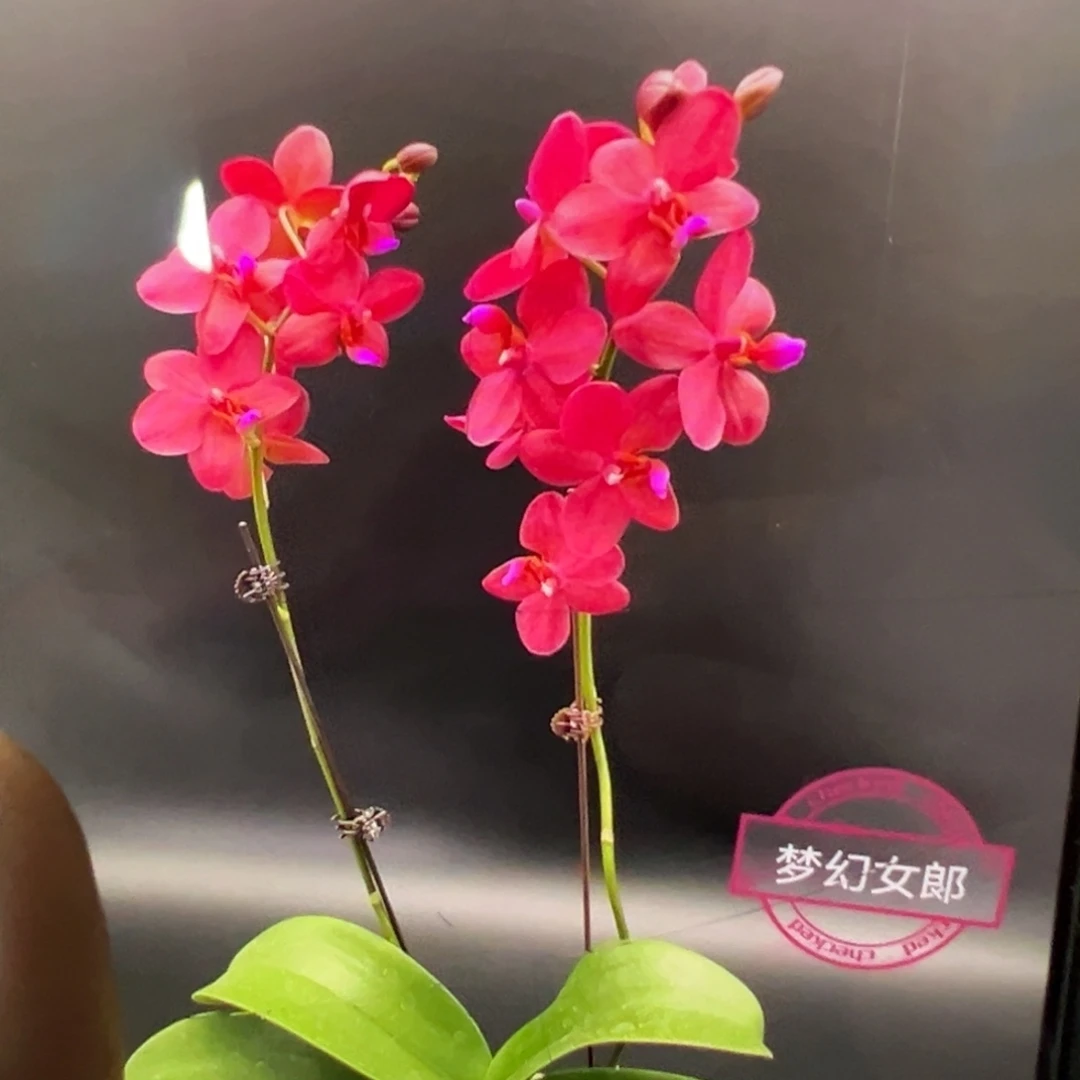 当前无花栽培后可以开花梦幻女郎2.8杯新苗